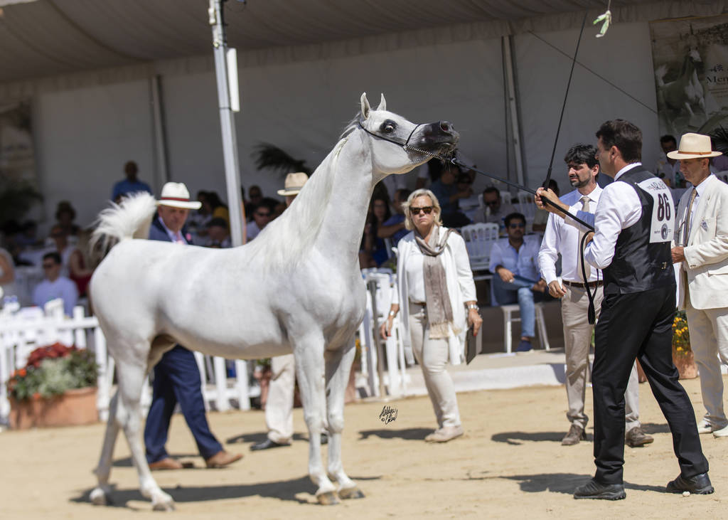 Menton Arabian Horse Show 2019