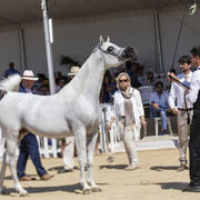 Menton Arabian Horse Show 2019