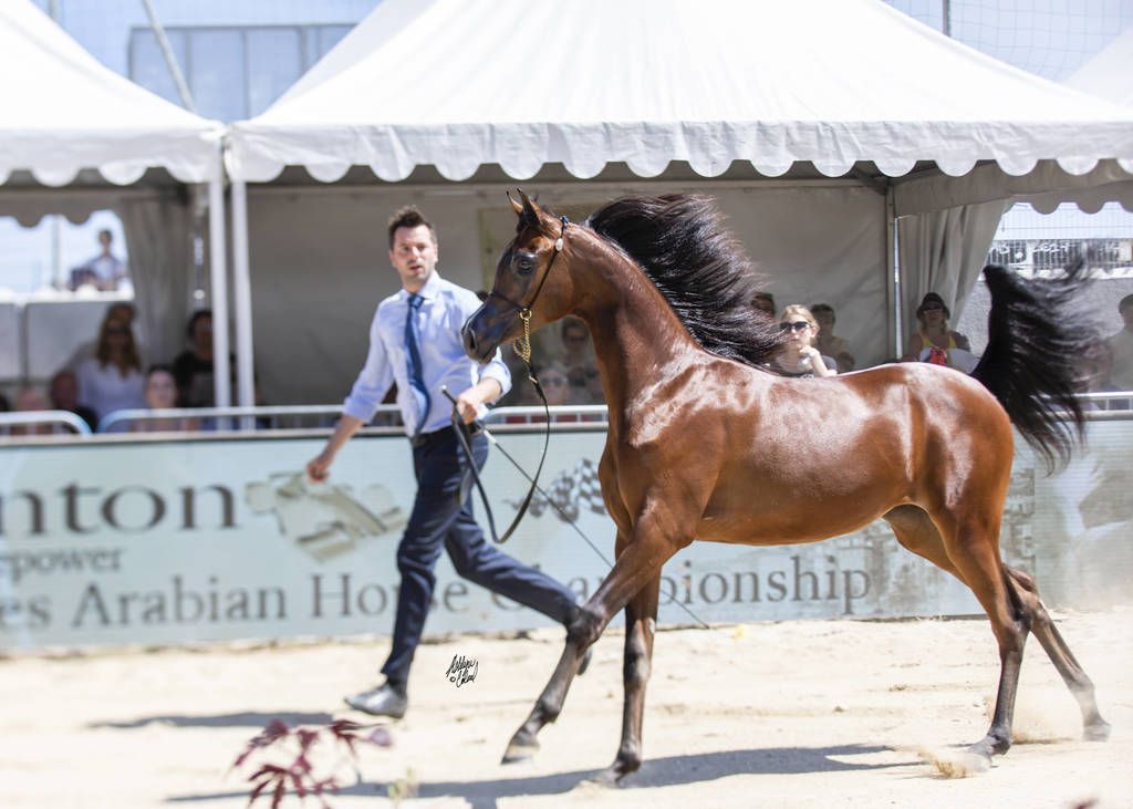 Royal Asselah - Yearling Female Bronze Champion