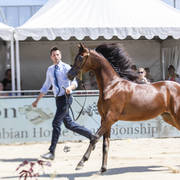 Royal Asselah - Yearling Female Bronze Champion