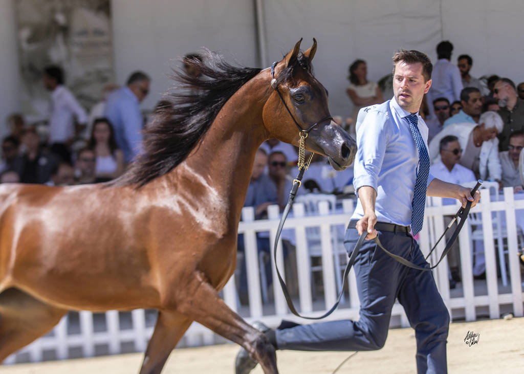 Royal Asselah - Yearling Female Bronze Champion