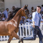Royal Asselah - Yearling Female Bronze Champion