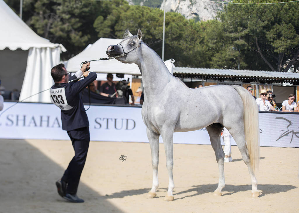 Menton Arabian Horse Show 2019