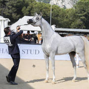 Menton Arabian Horse Show 2019