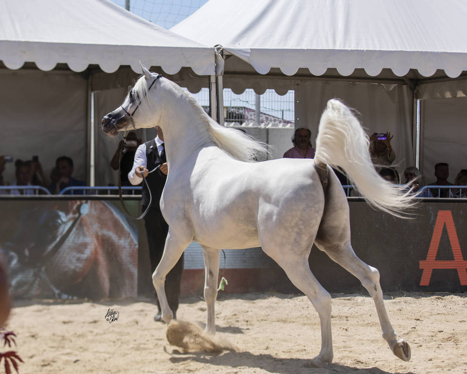 Shanghai Ea - Senior Male Gold Champion