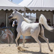 Shanghai Ea - Senior Male Gold Champion