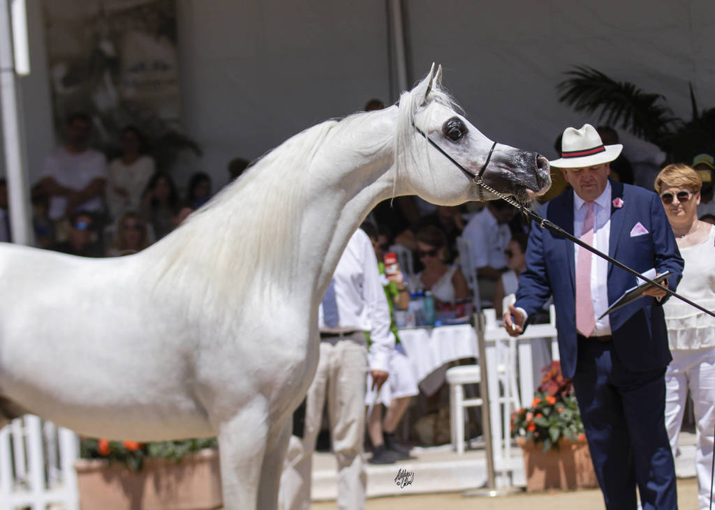Shanghai Ea - Senior Male Gold Champion
