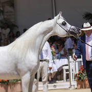 Shanghai Ea - Senior Male Gold Champion