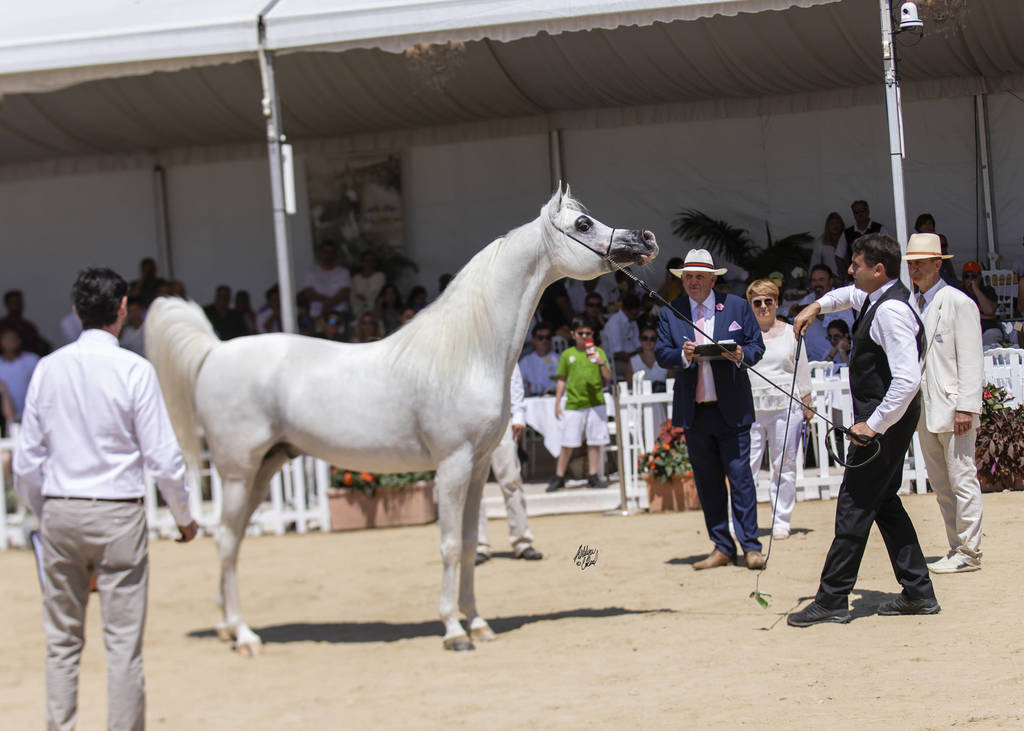 Shanghai Ea - Senior Male Gold Champion