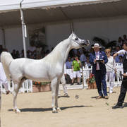 Shanghai Ea - Senior Male Gold Champion