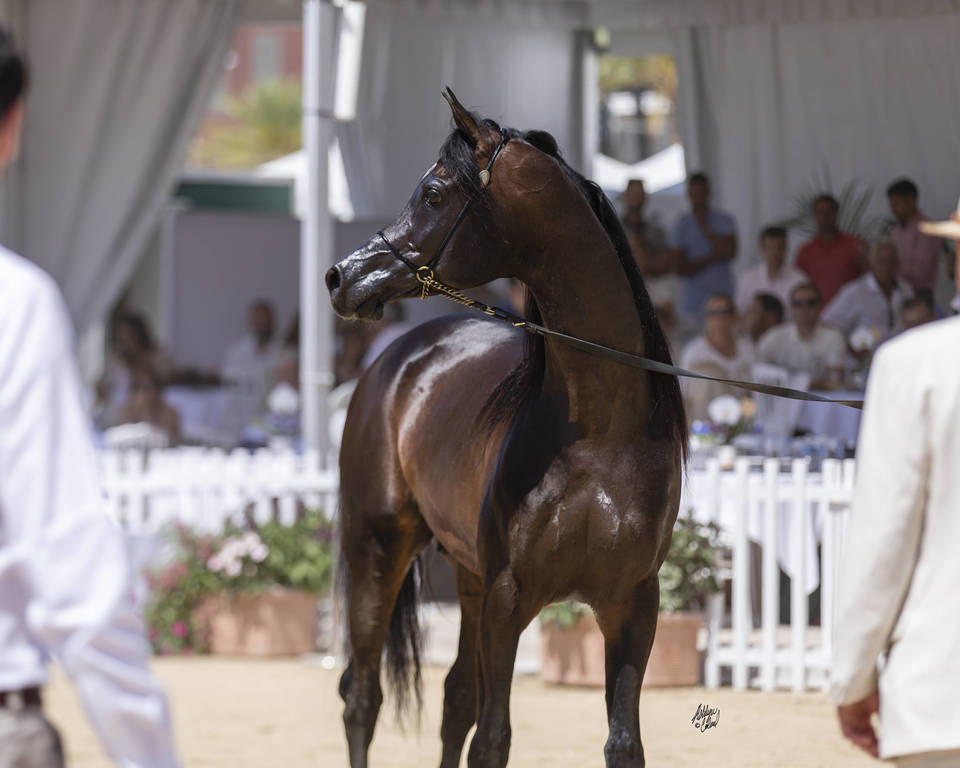 Sultan Al Zobara - Senior Male BronzeChampion