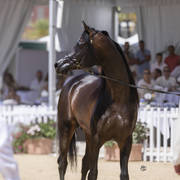 Sultan Al Zobara - Senior Male BronzeChampion