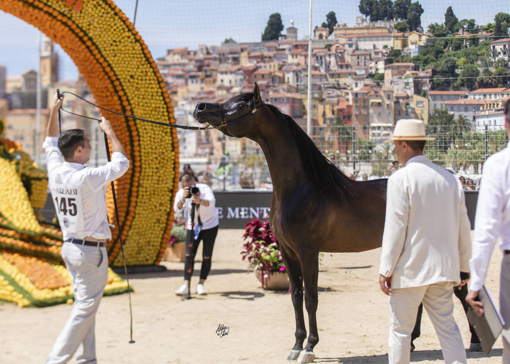 Sultan Al Zobara - Senior Male BronzeChampion