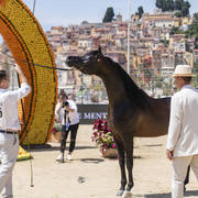 Sultan Al Zobara - Senior Male BronzeChampion