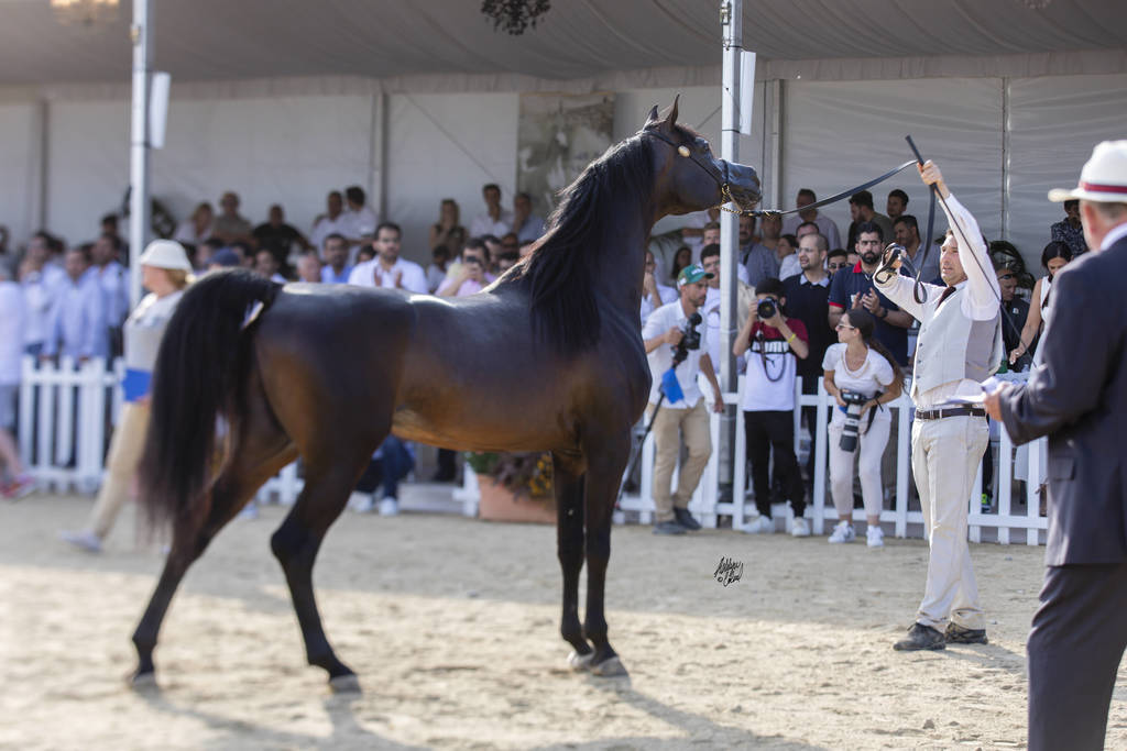 Sultan Al Zobara - Senior Male BronzeChampion