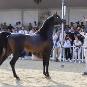 Sultan Al Zobara - Senior Male BronzeChampion