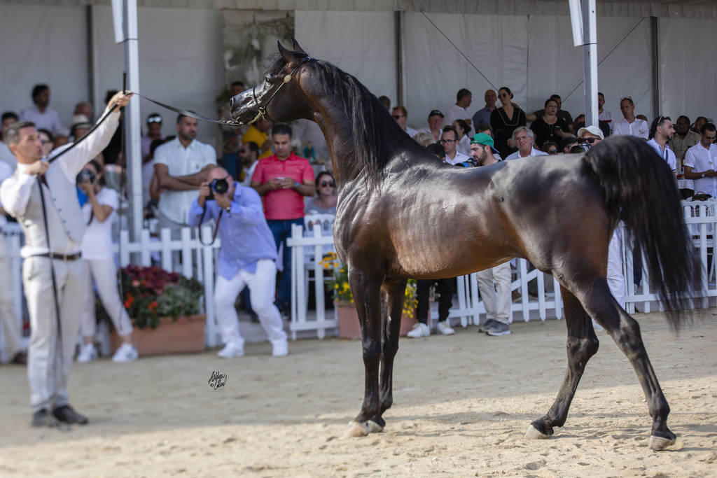 Sultan Al Zobara - Senior Male BronzeChampion