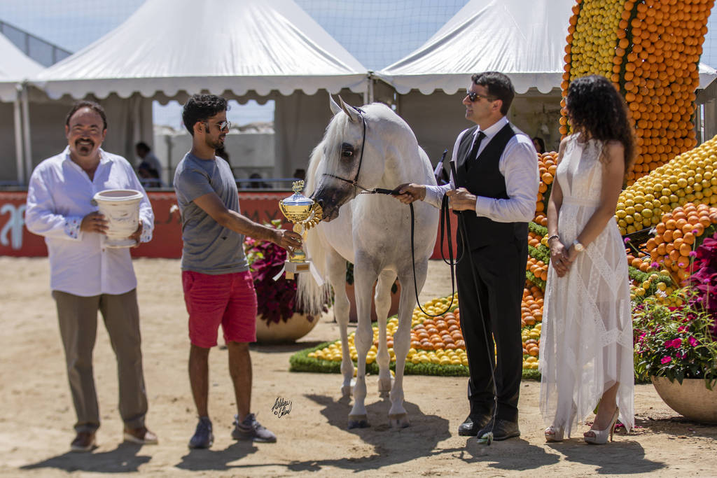 Menton Arabian Horse Show 2019