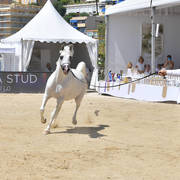 Senior Stallion Gold Champion: Shanghai EA (WH Justice X Salymah EA) 