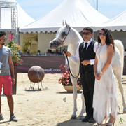 Senior Stallion Gold Champion: Shanghai EA (WH Justice X Salymah EA) 