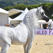Senior Stallion Silver Champion: EKS Mansour (EKS Alihandro X EKS Phateena)