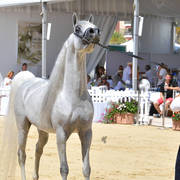 Senior Stallion Silver Champion: EKS Mansour (EKS Alihandro X EKS Phateena)