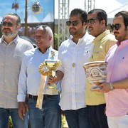 Senior Stallion Bronze Champion: Sultan Al Zobara (Gazal Al Shaqab X Inra Al Shaqab) 