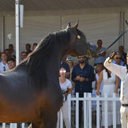 Senior Stallion Bronze Champion: Sultan Al Zobara (Gazal Al Shaqab X Inra Al Shaqab) 