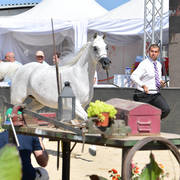 Senior Mare Gold Champion: Noft Al Nayfat (Ajman Moniscione X Eagleridge Passionata) 