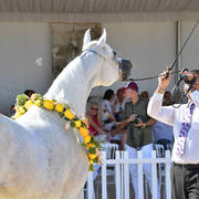 Senior Mare Gold Champion: Noft Al Nayfat (Ajman Moniscione X Eagleridge Passionata) 