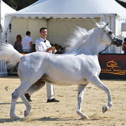 Senior Mare Silver Champion: Baviera HVP (Marwan Al Shaqab x HB Bessolea) 