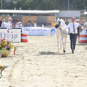 Senior Mare Bronze Champion: Maisa Al Nasser (Sinan Al Rayyan X Zenubia Al Nasser) 