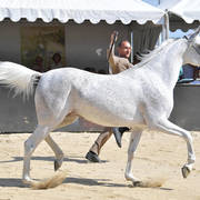 Senior Mare Bronze Champion: Maisa Al Nasser (Sinan Al Rayyan X Zenubia Al Nasser) 