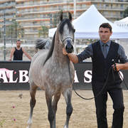 Junior Colt Gold Champion: HL El Ganador (HP Shakir TE X Lonco Bay Maria) 