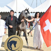 Junior Colt Gold Champion: HL El Ganador (HP Shakir TE X Lonco Bay Maria) 