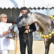 Junior Colt Gold Champion: HL El Ganador (HP Shakir TE X Lonco Bay Maria) 