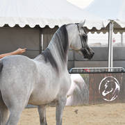 Junior Colt Silver Champion: Figaro (Wadee Al Shaqab X Shirin By Aisha) 