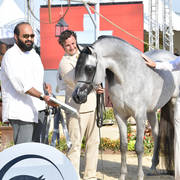 Junior Colt Silver Champion: Figaro (Wadee Al Shaqab X Shirin By Aisha) 