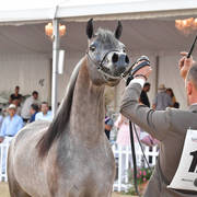Junior Colt Bronze Champion: EKS Farajj (Ibn Farid X EKS Bint Helwah) 