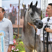 Junior Filly Gold Champion: D Shihanah (FA El Rasheem X D Shahla) 