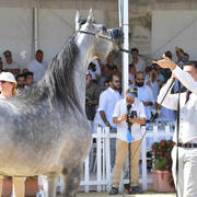 Junior Filly Gold Champion: D Shihanah (FA El Rasheem X D Shahla) 