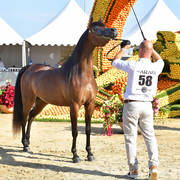 Junior Filly Silver Champion: Eralda (Emerald J X Enezja) 