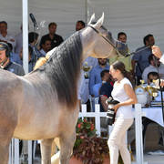Junior Filly Bronze Champion: Algamra (AJ Portofino X AVA Maryia) 