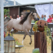 Junior Filly Bronze Champion: Algamra (AJ Portofino X AVA Maryia) 