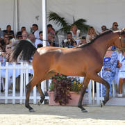 Yearling Colt Gold Champion: D Mezyan (FA El Rasheem X D Mazaia) 