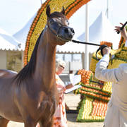 Yearling Colt Silver Champion: Zuhayr Al Shaqab (SMA Magic One X Kahlah Al Shaqab)