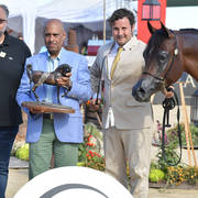 Yearling Colt Silver Champion: Zuhayr Al Shaqab (SMA Magic One X Kahlah Al Shaqab)