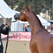 Yearling Colt Bronze Champion: Dosar Alsayed (Validoro X Delight’s Diva RB) 