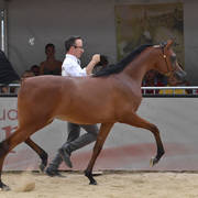 Yearling Filly Gold Champion: My Vision AA (Jyar Meia LUA X The Vision MG)