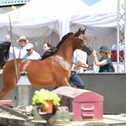 Yearling Filly Bronze Champion: Royal Asselah (Royal Asad X R Arabella)